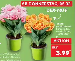 Kaufland DE Tulpe tilbud