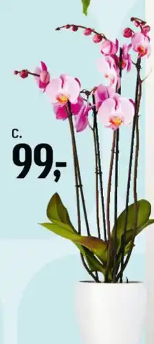 Føtex Håndbundet buket (A) tilbud