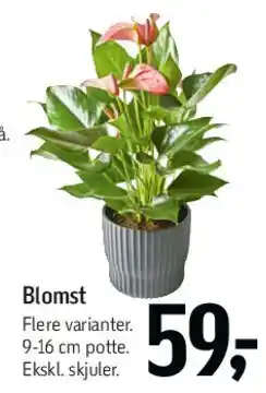 Føtex Blomst (i potte) tilbud