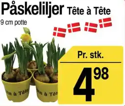 ABC Lavpris Påskeliljer Tête à Tête tilbud