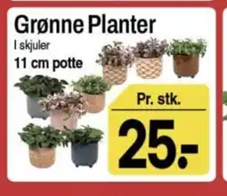 ABC Lavpris Grønne Planter tilbud