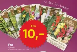 BigDollar Frø tilbud