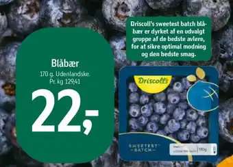 Blåbær
