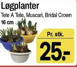 ABC Lavpris Løgplanter tilbud