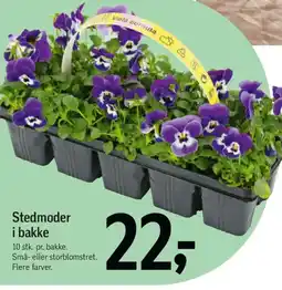Føtex Stedmoder i bakke tilbud