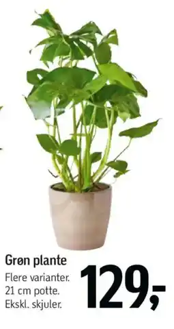 Føtex Grøn plante tilbud