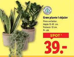 Lidl Grøn plante i skjuler tilbud
