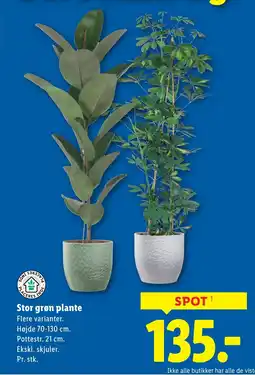 Lidl Stor grøn plante tilbud