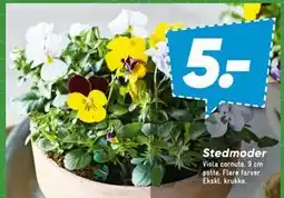 Bilka Stedmoder tilbud