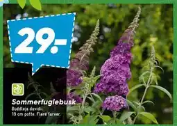 Bilka Sommerfuglebusk tilbud