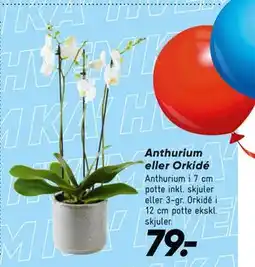 Bilka Anthurium eller Orkidé tilbud