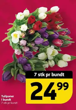 Løvbjerg Tulipaner i bundt tilbud