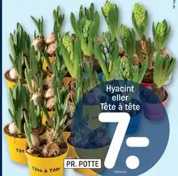 REMA 1000 Hyacint eller Tête à tête tilbud