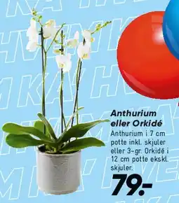 Bilka Orkidé (Orkidémarked) tilbud
