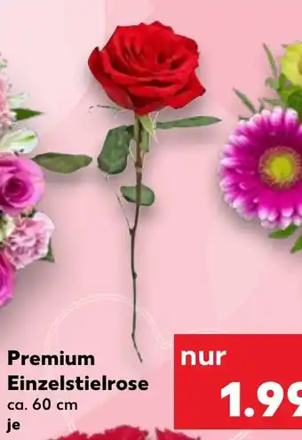 Premium Einzelstielrose