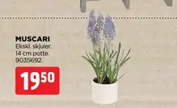 jem & fix MUSCARI tilbud