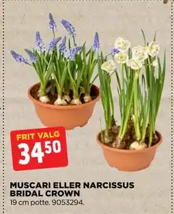 jem & fix MUSCARI ELLER NARCISSUS BRIDAL CROWN tilbud