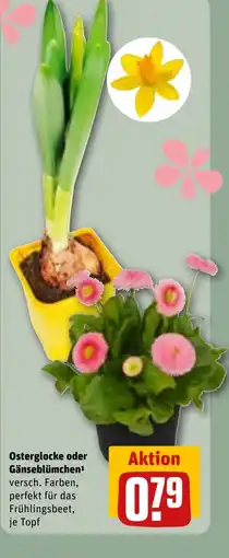 REWE DE Osterglocke oder Gänseblümchen tilbud