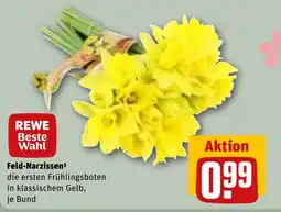 REWE DE Feld-Narzissen tilbud