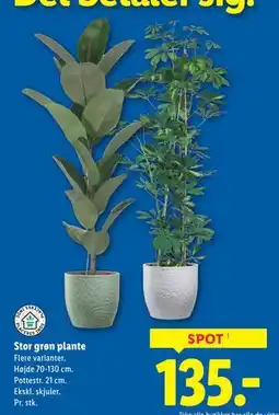 Lidl Stor grøn plante tilbud