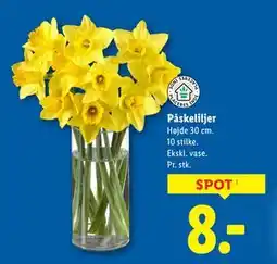 Lidl Påskeliljer tilbud