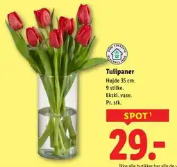 Lidl Tulipaner tilbud