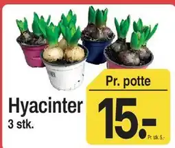 ABC Lavpris Hyacinter tilbud