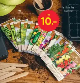 BigDollar Frø tilbud