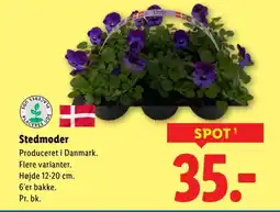 Lidl Stedmoder tilbud
