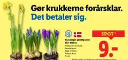 Lidl Påskeliljer, perlehyacint eller krokos tilbud