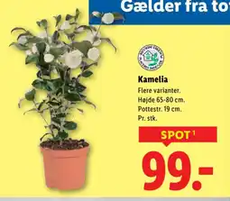 Lidl Kamelia tilbud