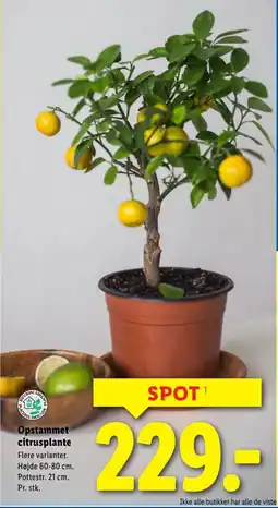 Lidl Opstammet citrusplante tilbud