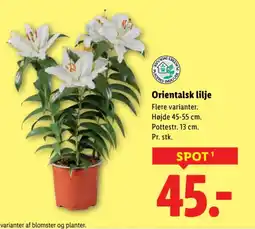Lidl Orientalsk lilje tilbud