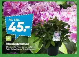 Bilka Rhododendron tilbud