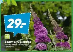 Bilka Sommer fuglebusk tilbud