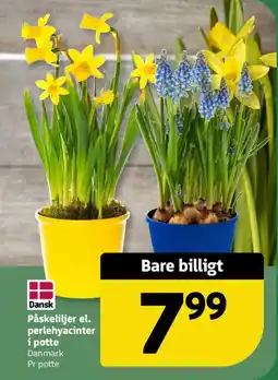 Løvbjerg Påskeliljer el. perlehyacinter i potte tilbud