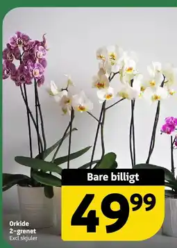 Løvbjerg Orkide 2-grenet tilbud