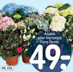 REMA 1000 Azalea eller Hortensia tilbud