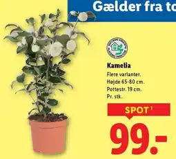 Lidl Kamelia tilbud