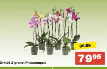 Orkidé 3-grenet Phalaenopsis