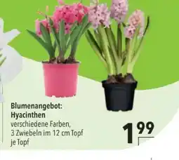 Citti Blumenangebot: Hyacinthen tilbud