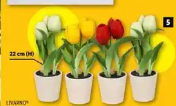Lidl Kunstige tulipaner i potte tilbud
