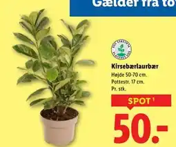 Lidl Kirsebærlaurbær tilbud