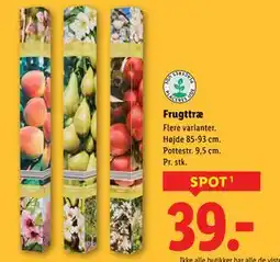 Lidl Frugttræ tilbud