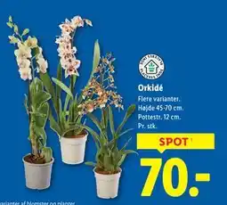 Lidl Orkidé tilbud