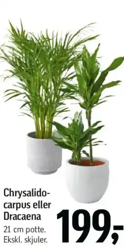 Føtex Chrysalido- carpus eller Dracaena tilbud