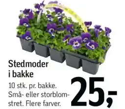 Føtex Stedmoder i bakke tilbud