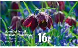 Føtex Vibeæg, vintergæk, erantis eller hvid muscari tilbud