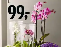 Føtex 4-gr. Orkidé i 12 cm potte tilbud