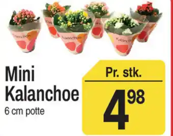 ABC Lavpris Mini Kalanchoe tilbud